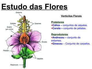 Estudo das Flores
Verticilos Florais
Protetores
•Cálice – conjuntos de sépalas.
•Corola – conjunto de pétalas.
Reprodutores
•Androceu – conjunto de
estames.
•Gineceu – Conjunto de carpelos.

 
