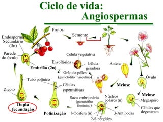 Ciclo de vida:
Angiospermas
Frutos
Semente

Endosperma
Secundário
(3n)
Parede
do óvulo

Zigoto

Célula vegetativa
Envoltórios

Célula
Embrião (2n)
geradora
Grão de pólen
(gametófito masculino)
Tubo polínico
Células
espermáticas

Dupla
fecundação

Saco embrionário
(gametófito
feminino)

Antera
Óvulo

Meiose
Núcleos
polares (n)

Polinização 1-Oosfera (n)
2-Sinérgides

3-Antípodas

Meiose
Megásporo
Células que
degeneram

 