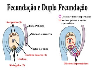 Oosfera + núcleo espermático

Antípodas (3)
Tubo Polínico

Núcleos polares + núcleo
espermático

Núcleo Generativo

Núcleo do Tubo
Núcleos Polares (2)
Oosfera
Sinérgides (2)

Núcleos Espermáticos

 