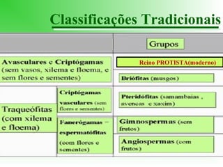Classificações Tradicionais
Reino PROTISTA(moderno)

 