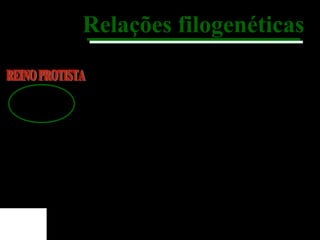 Relações filogenéticas
Embriófitas
Traqueófitas (plantas vasculares)
Espermatófitas (plantas que produzem sementes)
Algas verdes
(grupo externo)

Briófitas

Pteridófitas

Gimnospermas

Angiospermas
Flores e frutos

Sementes
Vasos condutores de seiva
Embrião retido no gametângio feminino
Gametângios revestidos por células estéreis

 