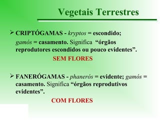 Vegetais Terrestres
 CRIPTÓGAMAS - kryptos = escondido;
gamós = casamento. Significa “órgãos
reprodutores escondidos ou pouco evidentes”.
SEM FLORES
 FANERÓGAMAS - phanerós = evidente; gamós =
casamento. Significa “órgãos reprodutivos
evidentes”.
COM FLORES

 