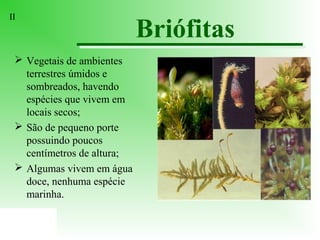 II

 Vegetais de ambientes
terrestres úmidos e
sombreados, havendo
espécies que vivem em
locais secos;
 São de pequeno porte
possuindo poucos
centímetros de altura;
 Algumas vivem em água
doce, nenhuma espécie
marinha.

Briófitas

 