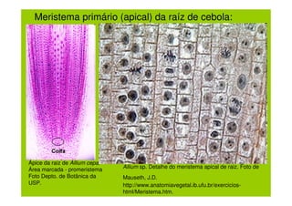Meristema primário (apical) da raíz de cebola:




Ápice da raiz de Allium cepa.
Área marcada - promeristema     Allium sp. Detalhe do meristema apical de raiz. Foto de
Foto Depto. de Botânica da      Mauseth, J.D.
USP.                            http://www.anatomiavegetal.ib.ufu.br/exercicios-
                                html/Meristema.htm.
 