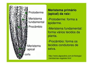 Meristema primário
   Protoderme    (apical) da raiz:
   Meristema     -Protoderme: forma a
   fundamental   epiderme.
   Procâmbio
                 -Meristema fundamental:
                 forma vários tecidos da
                 planta.
                 -Procâmbio: forma os
  Meristema      tecidos condutores de
  apical         seiva.
coifa            http://www.algosobre.com.br/biologia/
                 meristemas-vegetais.html
 