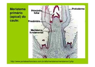 Meristema
primário
(apical) do
caule:




http://www.portalsaofrancisco.com.br/alfa/meristema/meristema-2.php
 