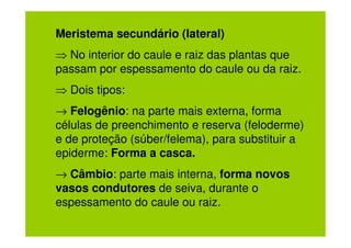 Meristema secundário (lateral)
⇒ No interior do caule e raiz das plantas que
passam por espessamento do caule ou da raiz.
⇒ Dois tipos:
→ Felogênio: na parte mais externa, forma
células de preenchimento e reserva (feloderme)
e de proteção (súber/felema), para substituir a
epiderme: Forma a casca.
→ Câmbio: parte mais interna, forma novos
vasos condutores de seiva, durante o
espessamento do caule ou raiz.
 