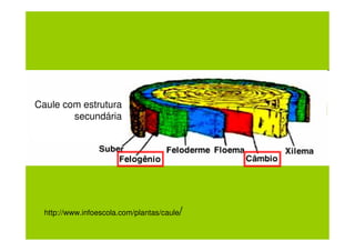 Caule com estrutura
        secundária




  http://www.infoescola.com/plantas/caule/
 