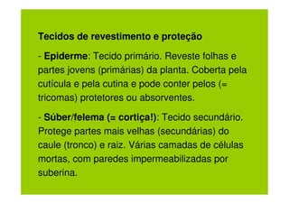 Tecidos de revestimento e proteção

- Epiderme: Tecido primário. Reveste folhas e
partes jovens (primárias) da planta. Coberta pela
cutícula e pela cutina e pode conter pelos (=
tricomas) protetores ou absorventes.

- Súber/felema (= cortiça!): Tecido secundário.
Protege partes mais velhas (secundárias) do
caule (tronco) e raiz. Várias camadas de células
mortas, com paredes impermeabilizadas por
suberina.
 