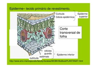 Epiderme– tecido primário de revestimento.
                                            Cutícula             Epiderme
                                            Célula epidérmica     superior




                                                Corte
                                                transversal de
                                                folha



                                  células
                                  guarda     Epiderme inferior
                              estômato
                   cutícula
http://www.emc.maricopa.edu/faculty/farabee/BIOBK/BioBookPLANTANAT.html
 