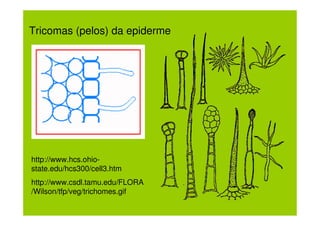 Tricomas (pelos) da epiderme




http://www.hcs.ohio-
state.edu/hcs300/cell3.htm
http://www.csdl.tamu.edu/FLORA
/Wilson/tfp/veg/trichomes.gif
 
