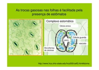 As trocas gasosas nas folhas é facilitada pela
           presença de estômatos

                       Complexo estomático
                                     Célula anexa




                                                    Célula guarda
                                          poro
                                                         vacúolo

                     Microfibrilas
                     de celulose




               http://www.hcs.ohio-state.edu/hcs300/cell3.htm#stoma
 