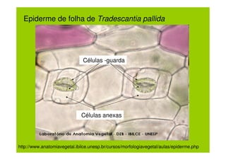 Epiderme de folha de Tradescantia pallida




                              Células -guarda




                              Células anexas




http://www.anatomiavegetal.ibilce.unesp.br/cursos/morfologiavegetal/aulas/epiderme.php
 