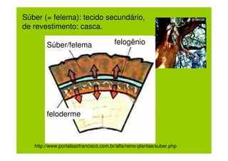 Súber (= felema): tecido secundário,
de revestimento: casca.

        Súber/felema                   felogênio




        feloderme



   http://www.portalsaofrancisco.com.br/alfa/reino-plantae/suber.php
 