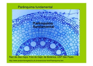 Parênquima fundamental




Raiz de Zea mays. Foto do Dept. de Botânica, USP São Paulo.
http://www.anatomiavegetal.ib.ufu.br/exercicios-html/Parenquima.htm
 