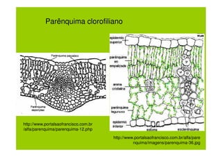 Parênquima clorofiliano




http://www.portalsaofrancisco.com.br
/alfa/parenquima/parenquima-12.php
                                       http://www.portalsaofrancisco.com.br/alfa/pare
                                                 nquima/imagens/parenquima-36.jpg
 