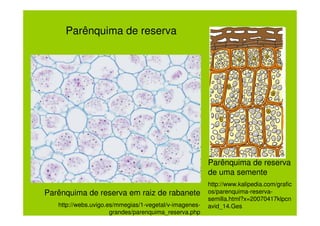 Parênquima de reserva




                                                        Parênquima de reserva
                                                        de uma semente
                                                        http://www.kalipedia.com/grafic
Parênquima de reserva em raiz de rabanete               os/parenquima-reserva-
                                                        semilla.html?x=20070417klpcn
   http://webs.uvigo.es/mmegias/1-vegetal/v-imagenes-   avid_14.Ges
                      grandes/parenquima_reserva.php
 