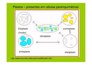 Plastos – presentes em células parenquimáticas




        Etioplasto                               cromoplasto
        (incolor)
                                cloroplasto




         amiloplasto                              elaioplasto

http://www.hcs.ohio-state.edu/hcs300/cell1.htm
 