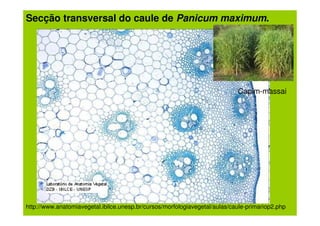 Secção transversal do caule de Panicum maximum.




                                                                            Capim-massai




http://www.anatomiavegetal.ibilce.unesp.br/cursos/morfologiavegetal/aulas/caule-primariop2.php
 