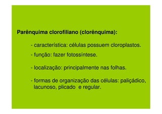 Parênquima clorofiliano (clorênquima):

     - característica: células possuem cloroplastos.
     - função: fazer fotossíntese.

     - localização: principalmente nas folhas.

     - formas de organização das células: paliçádico,
       lacunoso, plicado e regular.
 