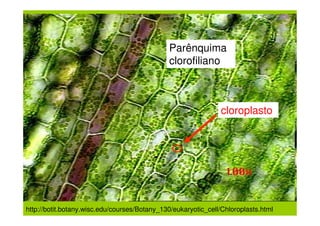 Parênquima
                                              clorofiliano



                                                               cloroplasto




http://botit.botany.wisc.edu/courses/Botany_130/eukaryotic_cell/Chloroplasts.html
 