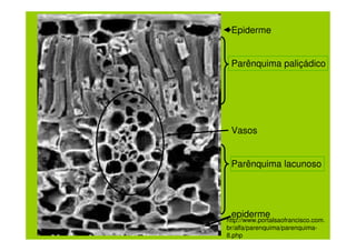 Epiderme


 Parênquima paliçádico




 Vasos


 Parênquima lacunoso




 epiderme
http://www.portalsaofrancisco.com.
br/alfa/parenquima/parenquima-
8.php
 