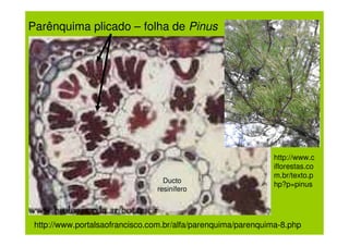 Parênquima plicado – folha de Pinus




                                                              http://www.c
                                                              iflorestas.co
                                                              m.br/texto.p
                                  Ducto
                                                              hp?p=pinus
                                resinífero




 http://www.portalsaofrancisco.com.br/alfa/parenquima/parenquima-8.php
 