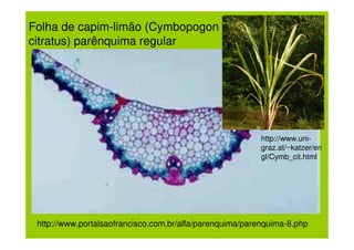 Folha de capim-limão (Cymbopogon
citratus) parênquima regular




                                                          http://www.uni-
                                                          graz.at/~katzer/en
                                                          gl/Cymb_cit.html




 http://www.portalsaofrancisco.com.br/alfa/parenquima/parenquima-8.php
 