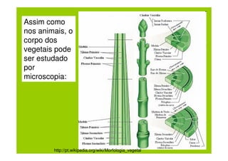 Assim como
nos animais, o
corpo dos
vegetais pode
ser estudado
por
microscopia:




        http://pt.wikipedia.org/wiki/Morfologia_vegetal
 