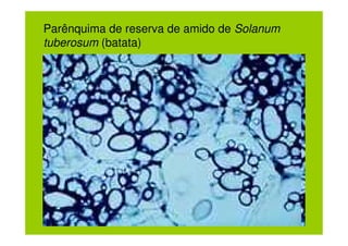 Parênquima de reserva de amido de Solanum
tuberosum (batata)
 