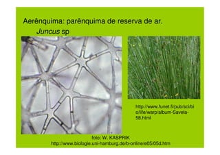 Aerênquima: parênquima de reserva de ar.
   Juncus sp




                                              http://www.funet.fi/pub/sci/bi
                                              o/life/warp/album-Savela-
                                              58.html



                            foto: W. KASPRIK
        http://www.biologie.uni-hamburg.de/b-online/e05/05d.htm
 