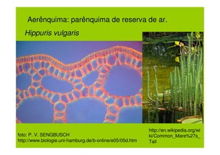 Aerênquima: parênquima de reserva de ar.
   Hippuris vulgaris




                                                          http://en.wikipedia.org/wi
foto: P. V. SENGBUSCH                                     ki/Common_Mare%27s_
http://www.biologie.uni-hamburg.de/b-online/e05/05d.htm   Tail
 