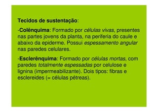 Tecidos de sustentação:
-Colênquima: Formado por células vivas, presentes
nas partes jovens da planta, na periferia do caule e
abaixo da epiderme. Possui espessamento angular
nas paredes celulares.
-Esclerênquima: Formado por células mortas, com
paredes totalmente espessadas por celulose e
lignina (impermeabilizante). Dois tipos: fibras e
esclereides (= células pétreas).
 