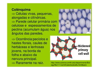 Colênquima
⇒ Células vivas, pequenas,
alongadas e cilíndricas.
⇒ Parede celular primária com
celulose e espessamentos de
pectina (acumulam água) nos
ângulos das paredes.
⇒ Ocorrência:pecíolos e
hastes florais, caules de
herbáceas e lenhosas
jovens, na borda da
folha e abaixo da
nervura principal.
⇒ Raramente na raiz.        http://www.science.smith.edu/departments/Biol
                            ogy/Bio111/xsmith/plants/plcells.html#pare
 