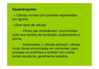 Esclerênquima:
⇒ Células mortas com paredes espessadas
por lignina.
⇒Dois tipos de células:
      - Fibras (as verdadeiras!): encontradas
junto aos tecidos de condução, sustentando a
planta.
      - Esclereides (= células pétreas): células
muito duras encontradas em sementes, para
proteger os embriões e também em outras
partes da planta, geralmente isolados.
 