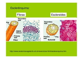 Esclerênquima:

         Fibras                                    Esclereides




http://www.anatomiavegetal.ib.ufu.br/exercicios-html/esclerenquima.htm
 