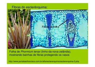 Fibras do esclerênquima:




Folha de Phormium tenax (linho-da-nova-zelândia),
mostrando bainhas de fibras protegendo os vasos

http://www.portalsaofrancisco.com.br/alfa/esclerenquima/esclerenquima-3.php
 