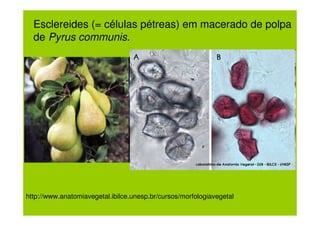 Esclereides (= células pétreas) em macerado de polpa
  de Pyrus communis.




http://www.anatomiavegetal.ibilce.unesp.br/cursos/morfologiavegetal
 