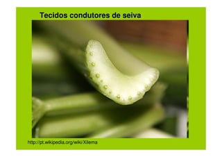 Tecidos condutores de seiva




http://pt.wikipedia.org/wiki/Xilema
 