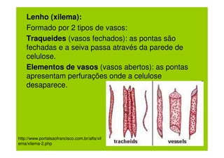 Lenho (xilema):
    Formado por 2 tipos de vasos:
    Traqueides (vasos fechados): as pontas são
    fechadas e a seiva passa através da parede de
    celulose.
    Elementos de vasos (vasos abertos): as pontas
    apresentam perfurações onde a celulose
    desaparece.




http://www.portalsaofrancisco.com.br/alfa/xil
ema/xilema-2.php
 