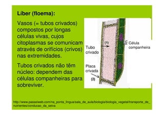 Líber (floema):
  Vasos (= tubos crivados)
  compostos por longas
  células vivas, cujos
  citoplasmas se comunicam                                                     Célula
                                                 Tubo                          companheira
  através de orifícios (crivos)                  crivado
  nas extremidades.
  Tubos crivados não têm                         Placa
  núcleo: dependem das                           crivada

  células companheiras para
  sobreviver.


http://www.passeiweb.com/na_ponta_lingua/sala_de_aula/biologia/biologia_vegetal/transporte_de_
nutrientes/conducao_da_seiva
 