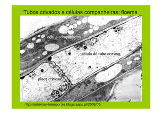 Tubos crivados e células companheiras: floema




http://sistemas-transportes.blogs.sapo.pt/2008/03/
 