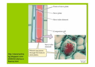 http://claramartins
bg.blogspot.com/
2009/04/xilema-e-
floema.html
 