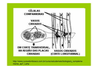 http://www.cursodombosco.com.br/curso/estudemais/biologia/q_compleme
ntares_ap7_I.php
 
