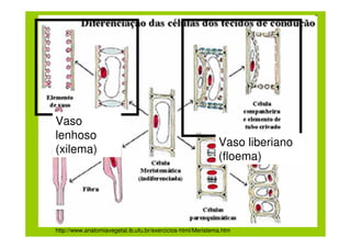 Vaso
lenhoso
                                                             Vaso liberiano
(xilema)
                                                             (floema)




http://www.anatomiavegetal.ib.ufu.br/exercicios-html/Meristema.htm
 