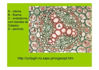 A - xilema
B - floema
C - endoderme
com bandas de
Caspary
D - periciclo




      http://curlygirl.no.sapo.pt/orgaospl.htm
 