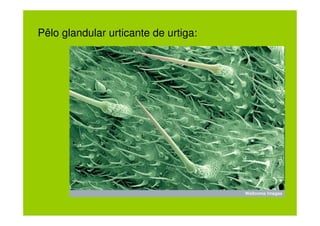 Pêlo glandular urticante de urtiga:
 