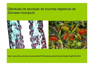 Glândulas de secreção de enzimas digestivas de
Dionaea muscipula:




http://www.dbs.umt.edu/courses/biol316/Anatomy/plant/secret/insect/mg0430.html
 