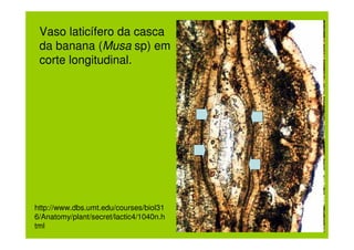 Vaso laticífero da casca
 da banana (Musa sp) em
 corte longitudinal.




http://www.dbs.umt.edu/courses/biol31
6/Anatomy/plant/secret/lactic4/1040n.h
tml
 