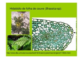 Hidatódio de folha de couve (Brassica sp):




http://www.dbs.umt.edu/courses/biol316/Anatomy/plant/secret/gland1/1063n.html
 